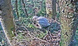 最新老鼠爆料视频大全