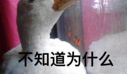 娱乐吃瓜酱鸭鸭视频,揭秘娱乐圈幕后故事